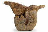 Hadrosaur (Edmontosaurus) Proximal Caudal Vertebra - Wyoming #303371-3